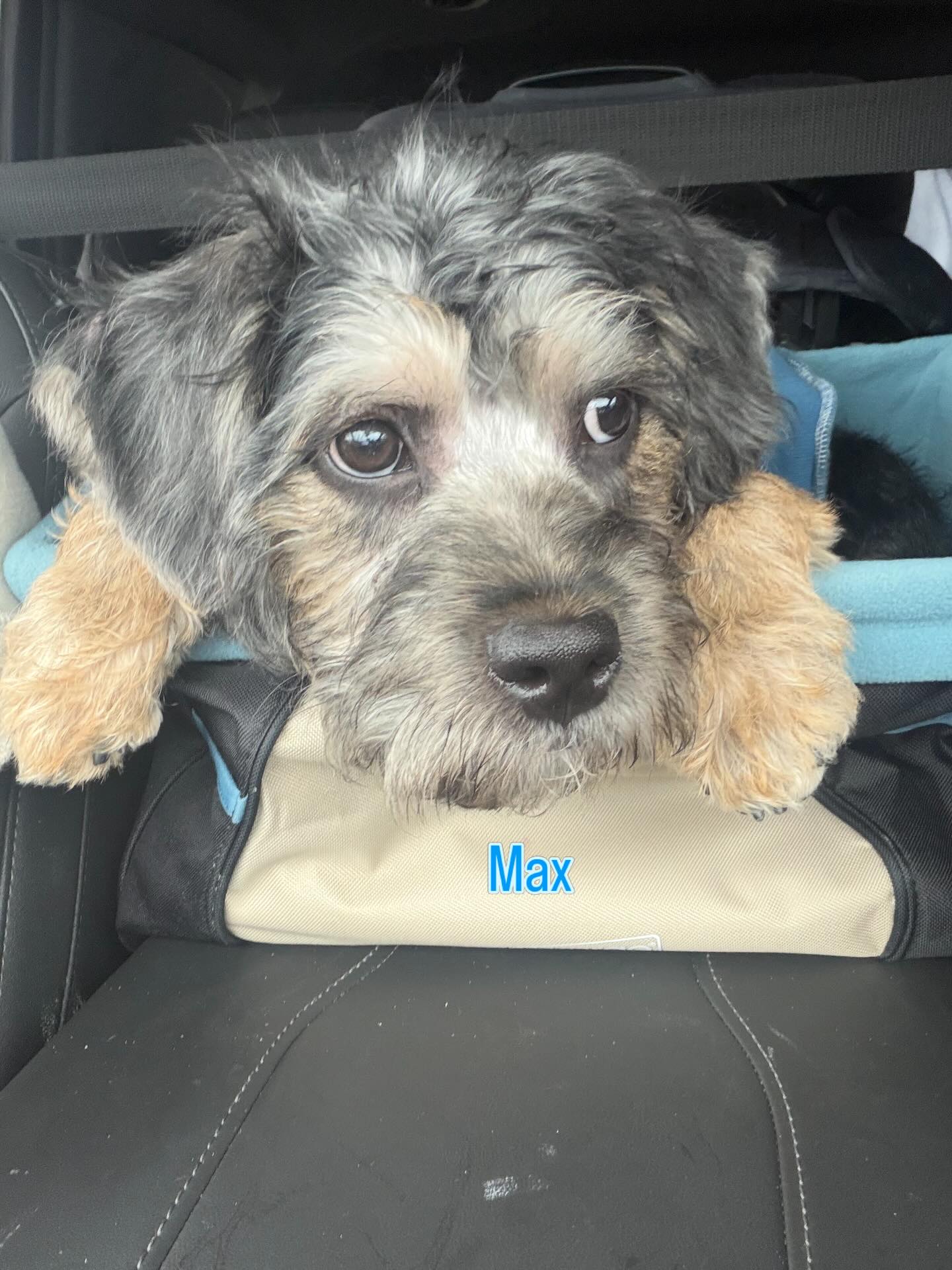 5 Dog Training Tips That Actually Work (Especially for Stubborn Pups)